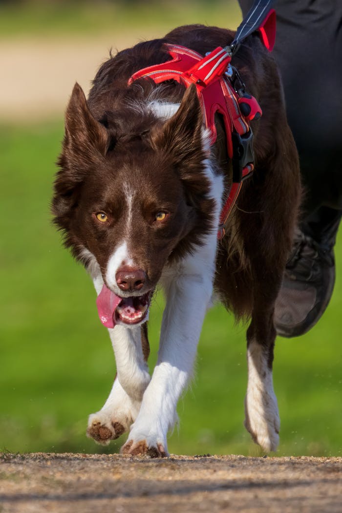 Brown and white Border Collie with red harness running outdoors.
