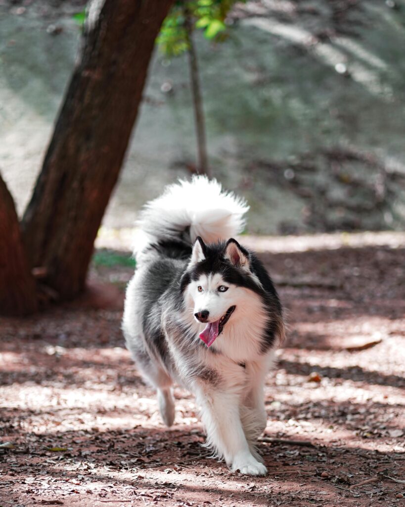 Cute Siberian Husky running joyfully outdoors on a sunny day.